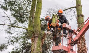 Arborist men with chainsaw and lifting platform cutting a tree.